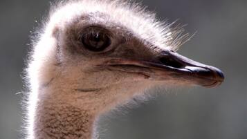 Close-up van het hoofd van een struisvogel.