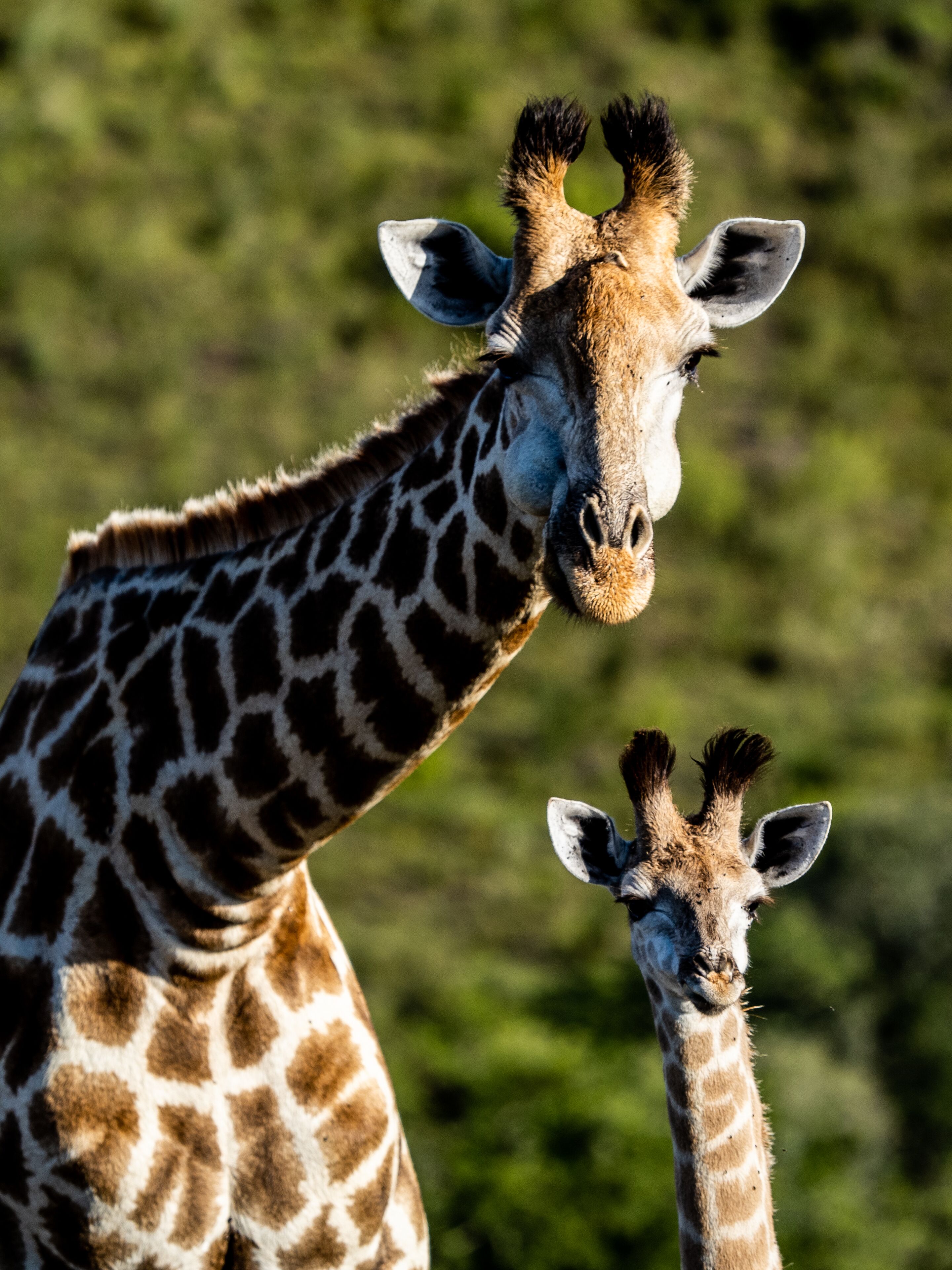 A giraffe with a patterned coat and a smaller giraffe in the background.