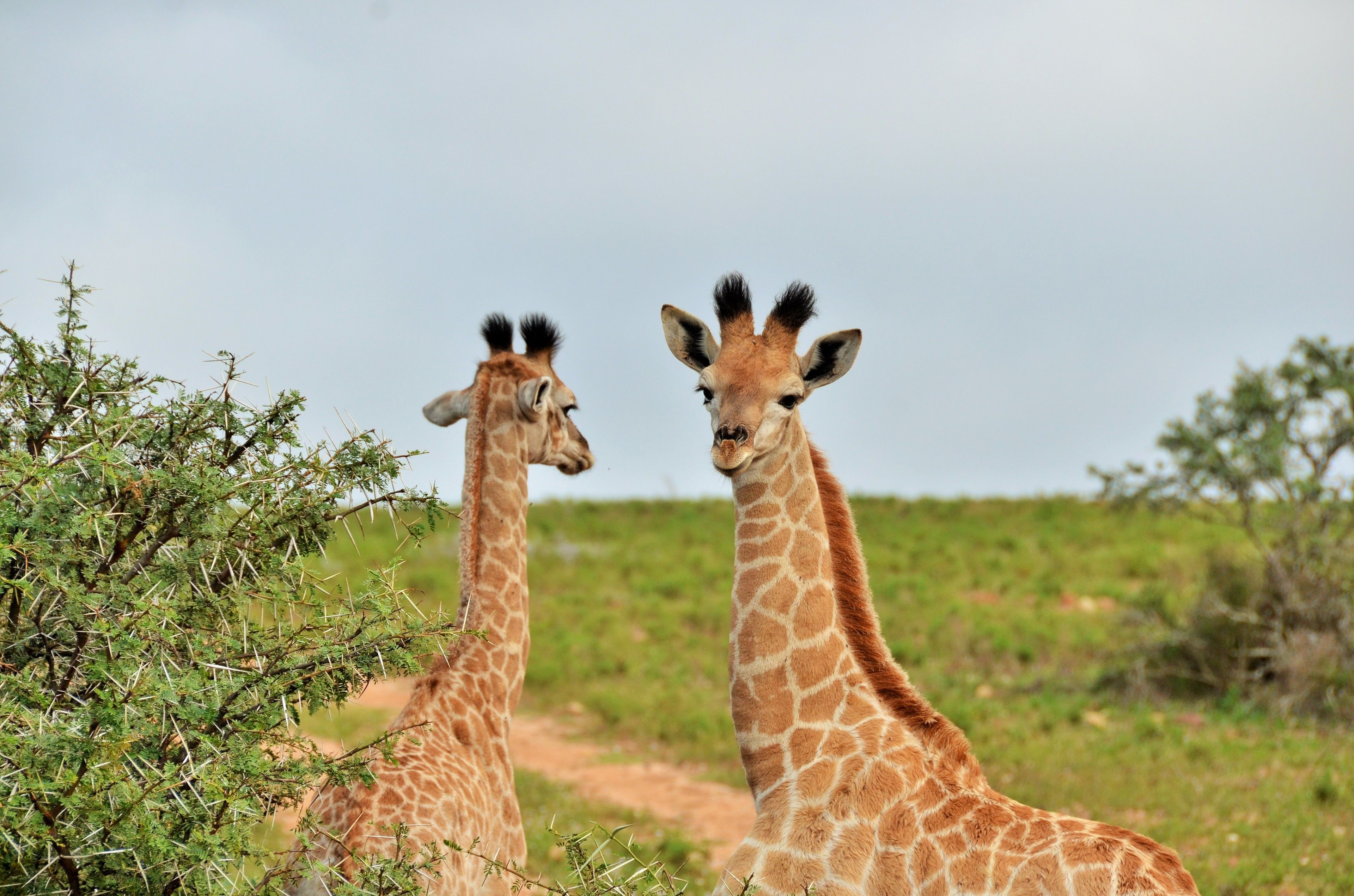 Two giraffes standing close together in a natural setting with sparse vegetation and a clear sky.