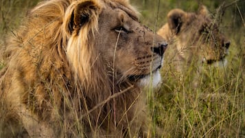 Wildbeobachtung