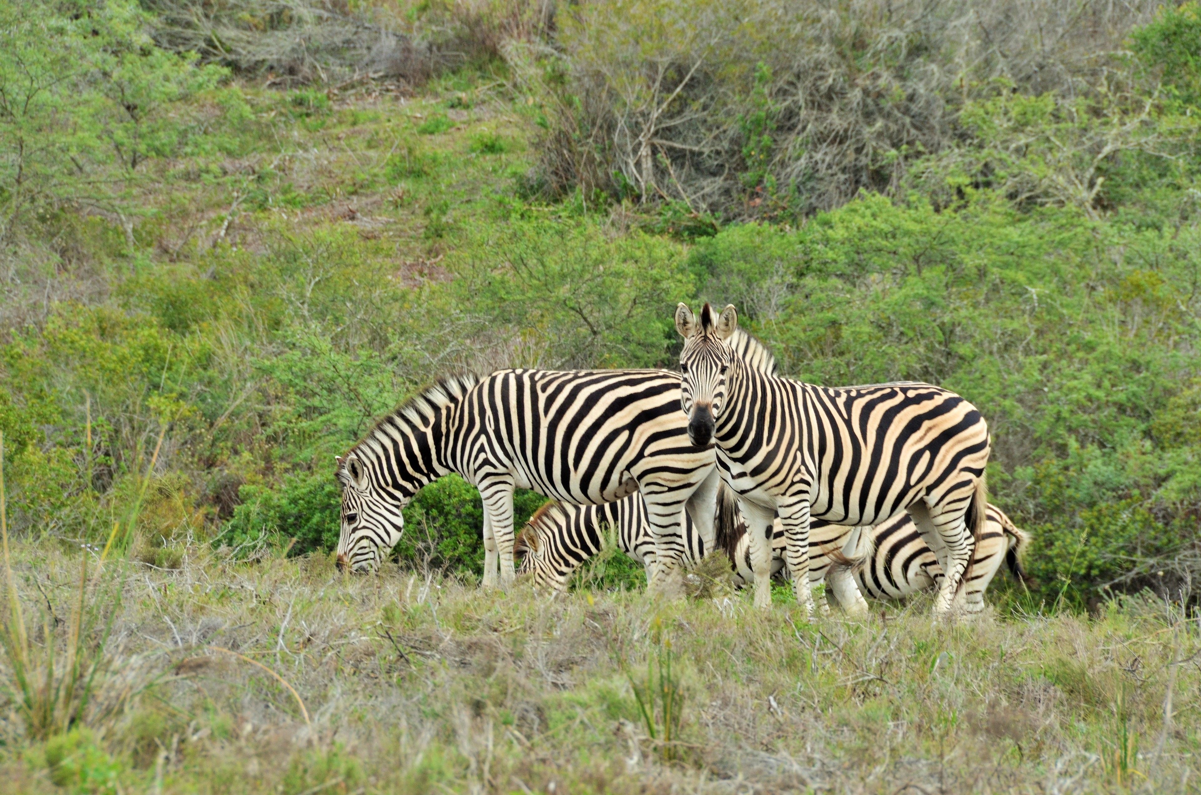Zebras grazing in a grassy field with sparse vegetation and bushes in the background.