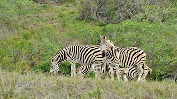 Zebras grazing in a grassy field with sparse vegetation and bushes in the background.