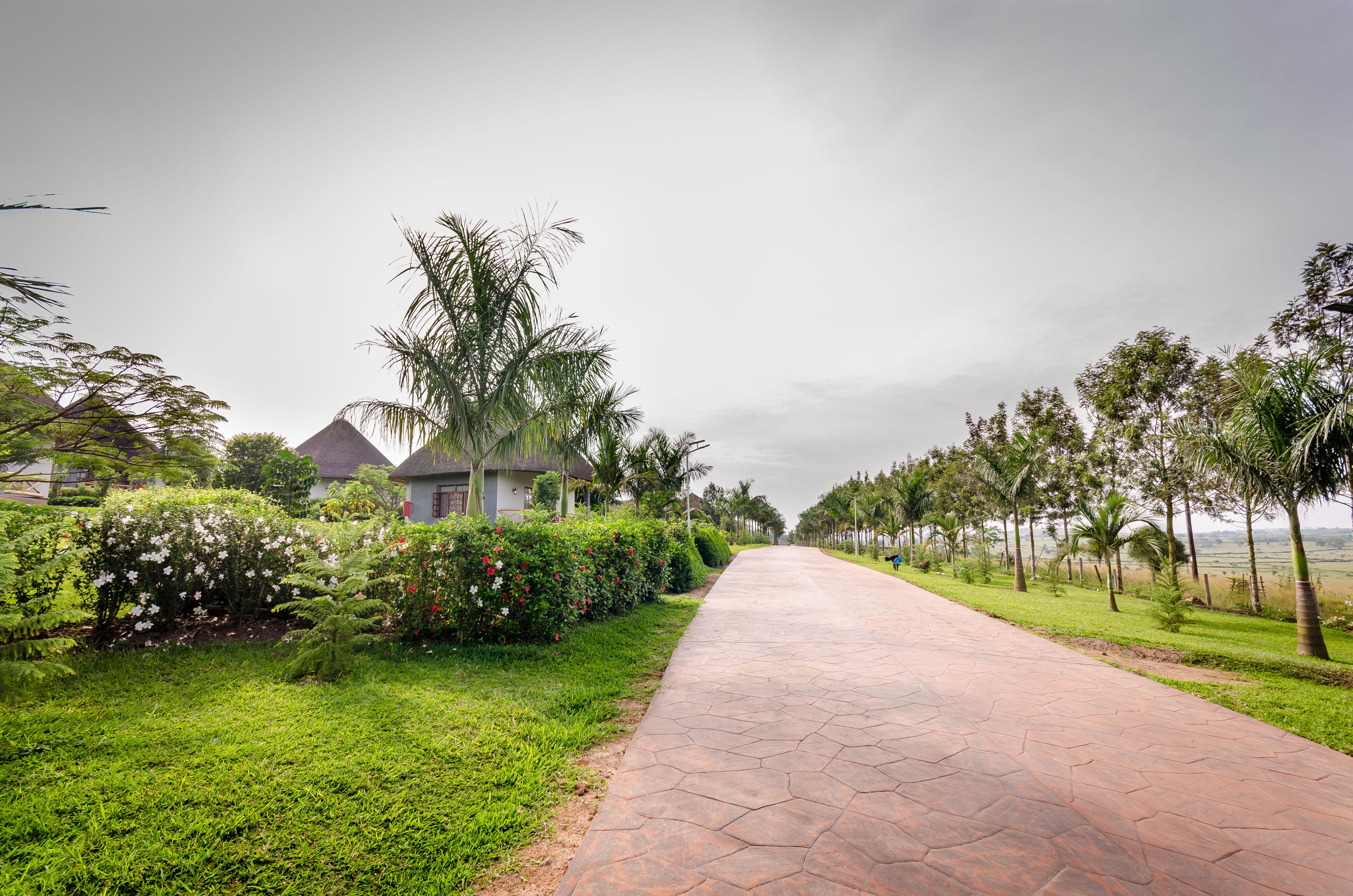 A paved pathway flanked by lush greenery and palm trees, leading to a building with a sloped roof.