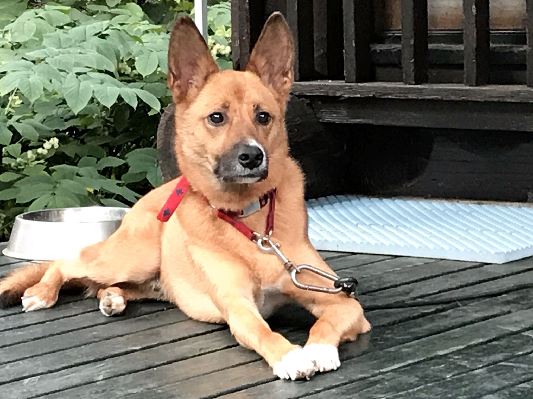 A dog lying on a wooden deck with a metal bowl and a red leash.
