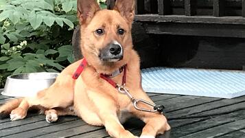A dog lying on a wooden deck with a metal bowl and a red leash.