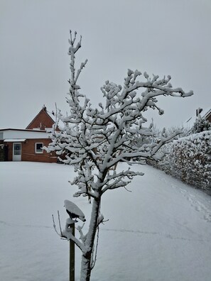 A snow-covered tree in front of a house.