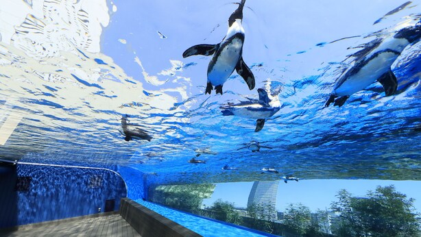 An underwater aquarium with penguins swimming. - KOKO HOTEL Ikebukuro (Tokyo)