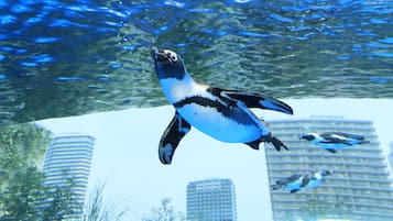 A penguin swimming underwater with buildings in the background.