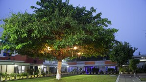 Un espacio exterior bien iluminado con un árbol grande, plantas en macetas y un edificio de diseño moderno.