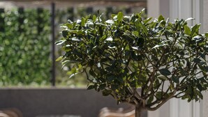 A potted tree with white pebbles at its base, placed on a paved patio with a table and chairs in the background. - Holiday Home Aspalathos (Split)