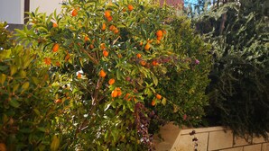 Un jardin avec des orangers et un bâtiment blanc aux volets bruns.