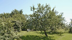 Un espace verdoyant avec un banc et des arbres.
