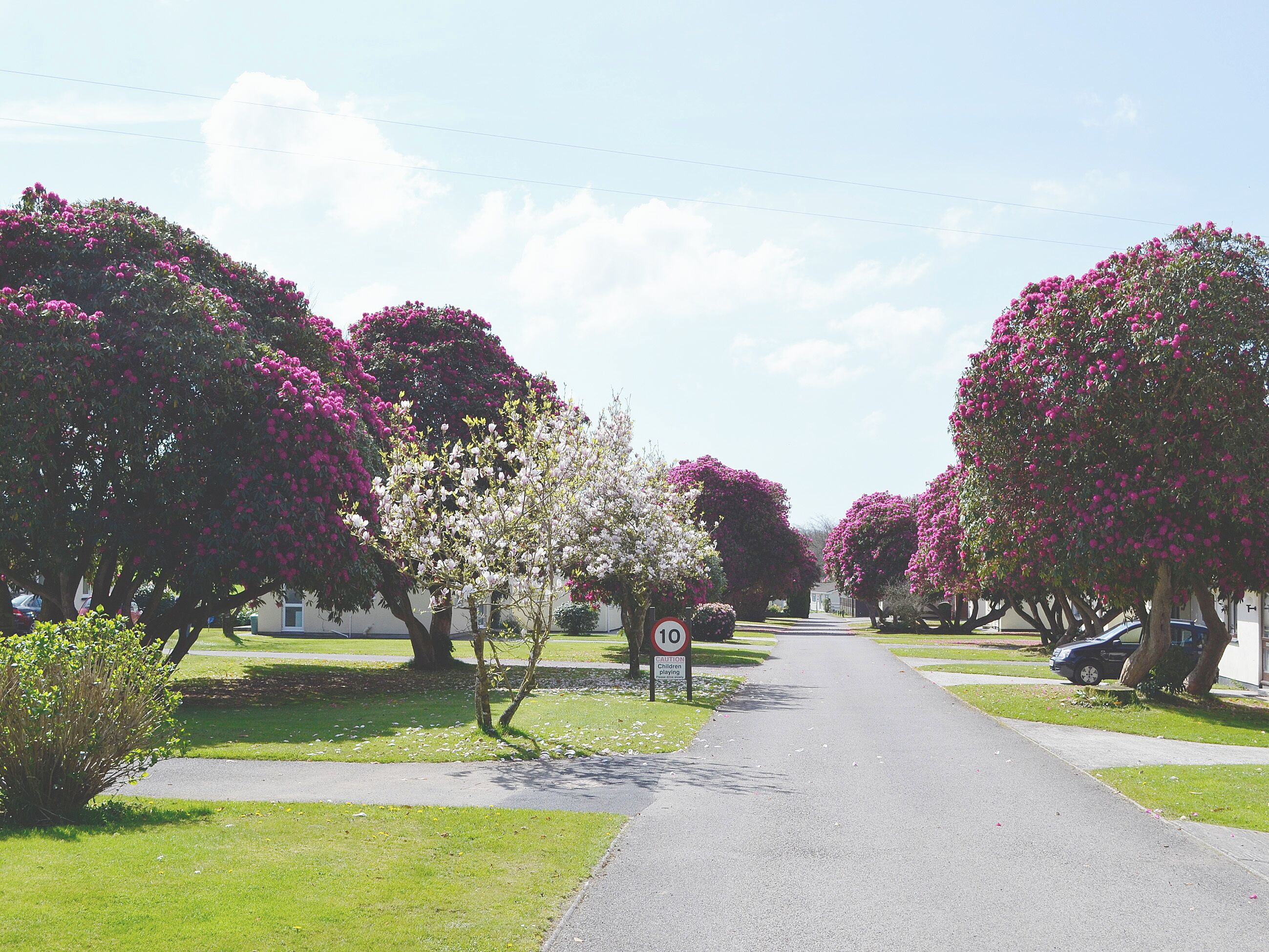 Een woonstraat met bloeiende bomen en een snelheidsbeperkingsbord.