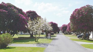 En boligvej med blomstrende træer og et skilt med fartgrænse.