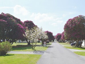 A residential street lined with flowering trees and a speed limit sign.