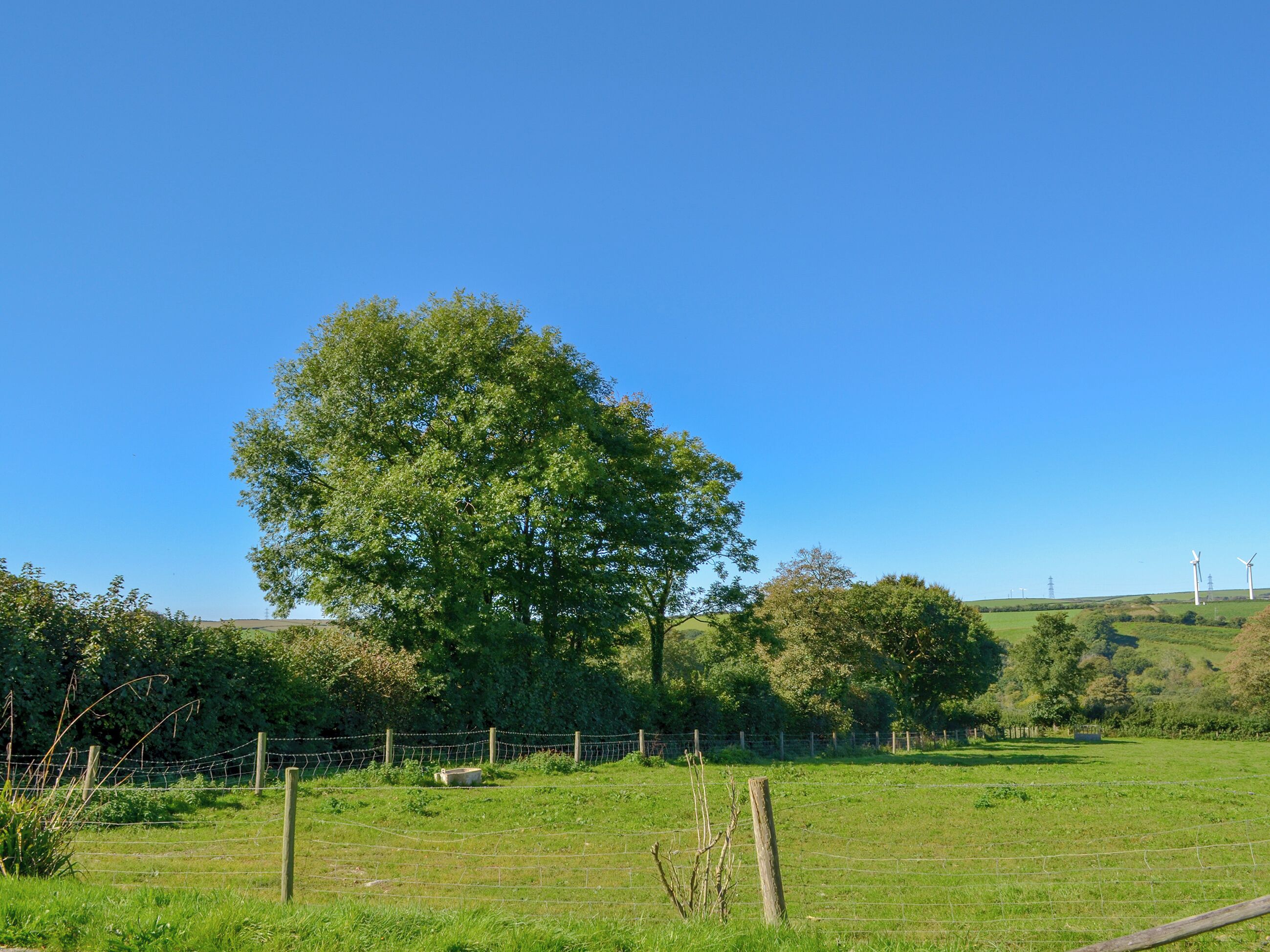 Un paysage rural avec un grand arbre, un champ clôturé et des éoliennes à l’horizon.