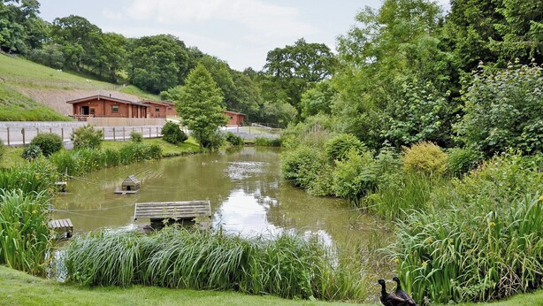 A pond with ducks, surrounded by lush greenery and a wooden structure. - Honeysuckle Cottage - 29938 (Longdown, near Exeter)