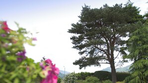 Un grande albero in un giardino curato con un vialetto ghiaioso.