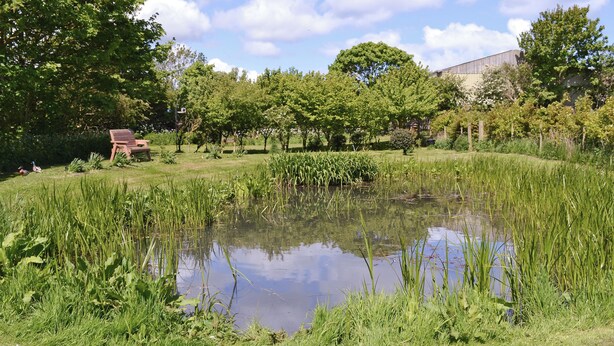 A pond surrounded by lush greenery and trees, with a wooden bench and a building in the background.