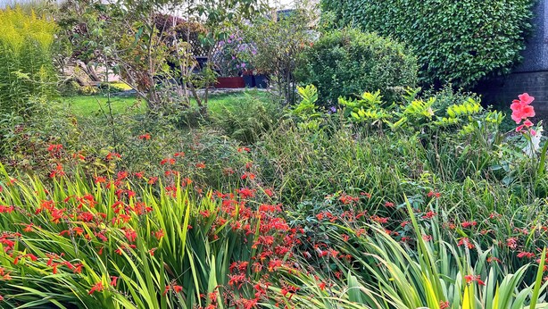 A garden with various plants and flowers, including red flowers and green foliage.