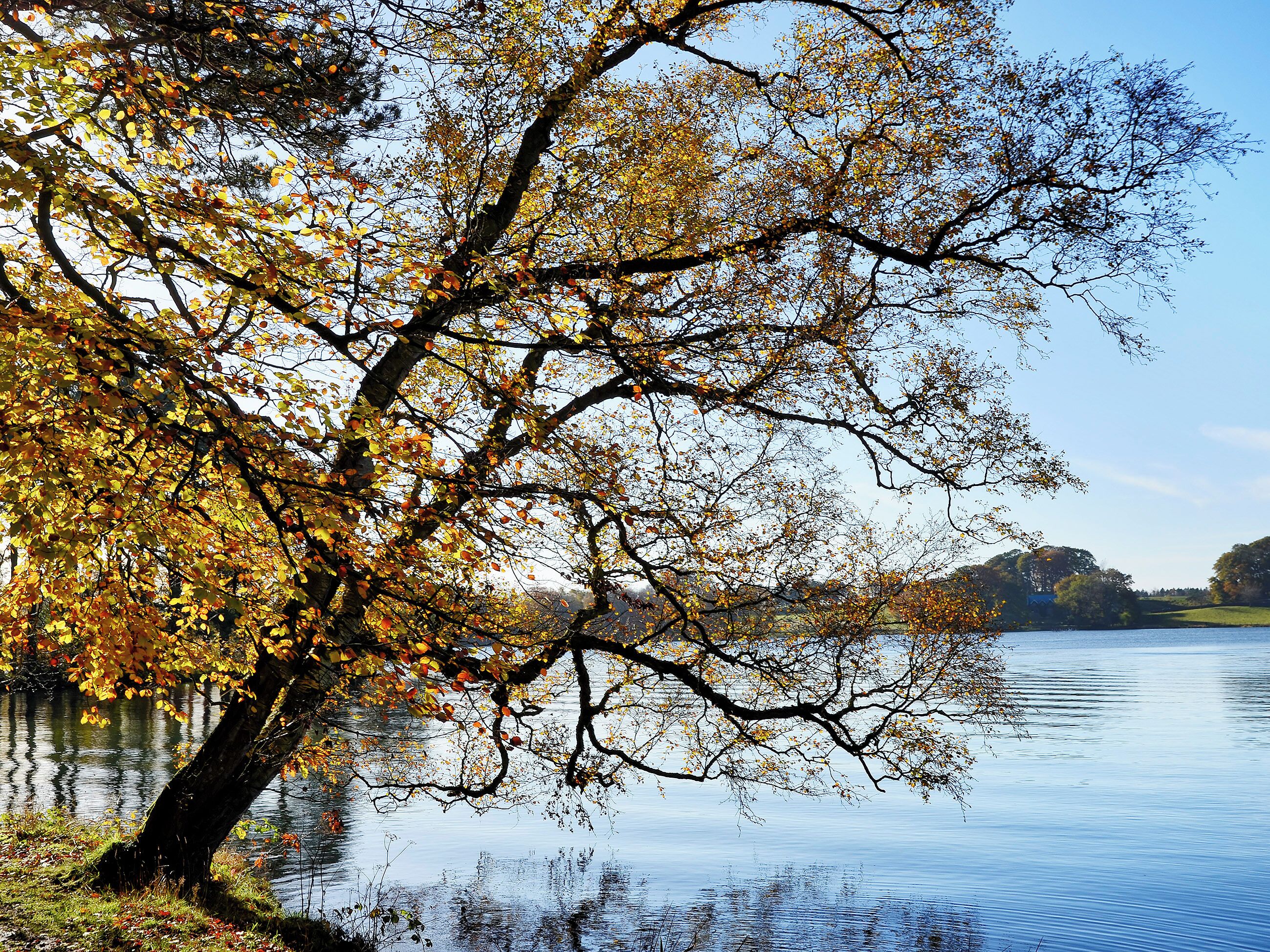Een boom met herfstbladeren aan een rustig meer.