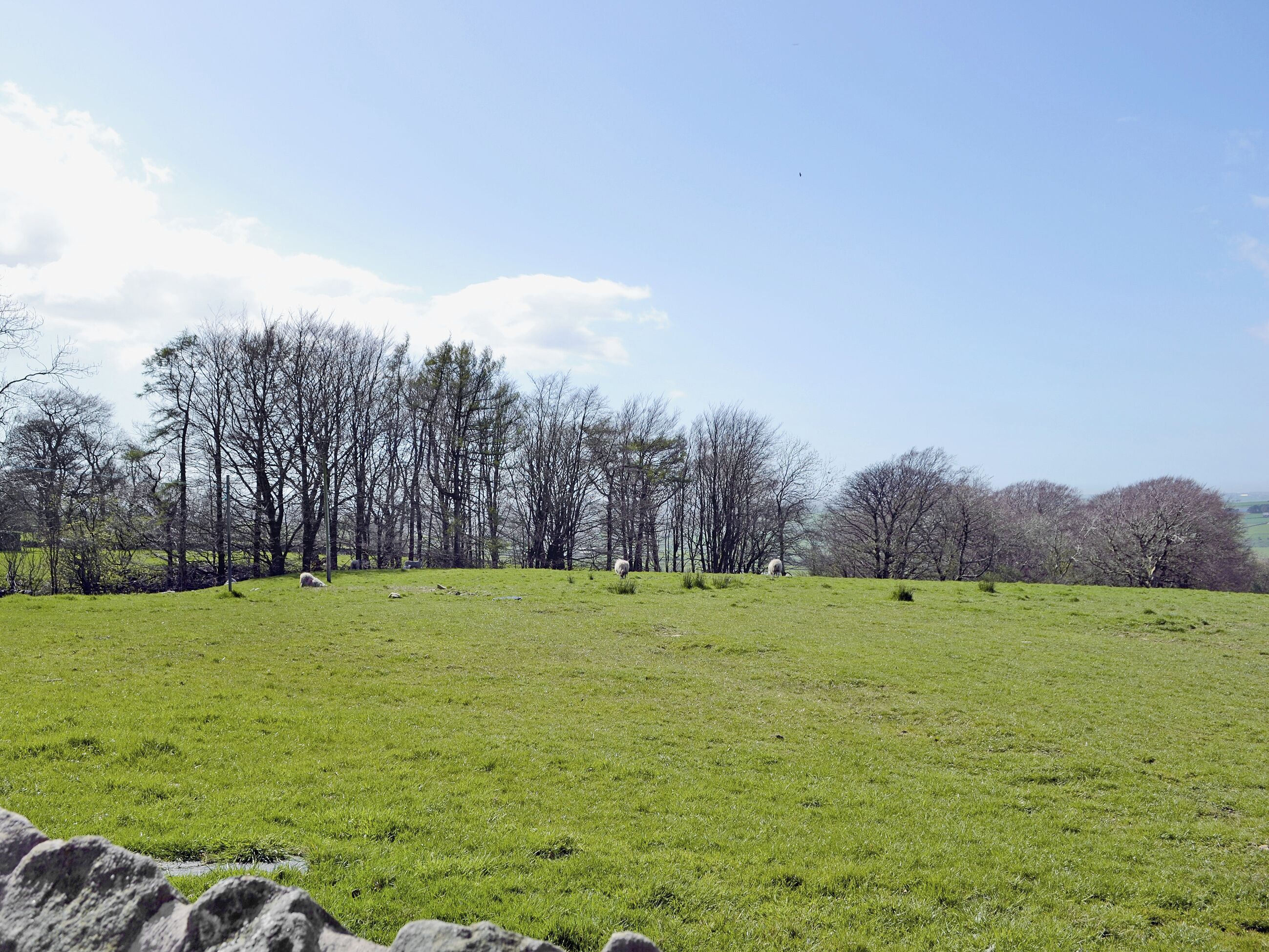 A grassy field with trees and a stone wall.