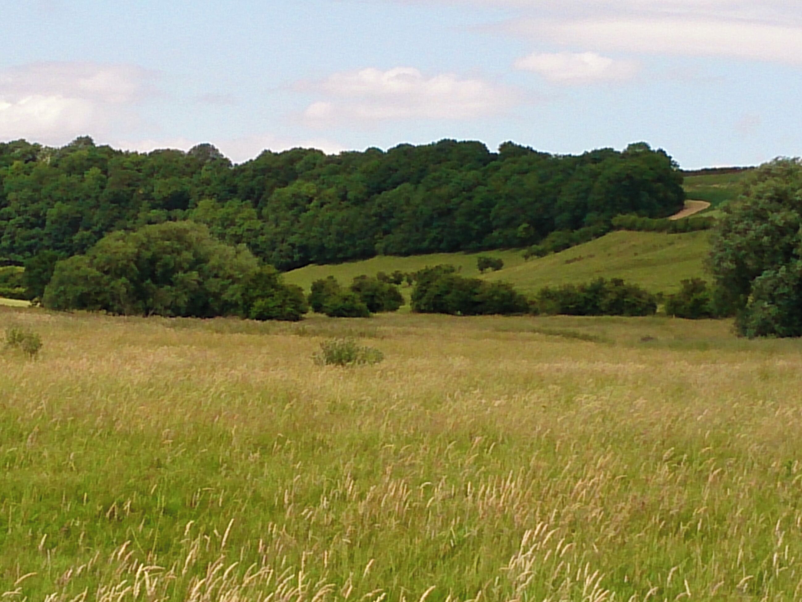 A grassy field with a hill in the background.