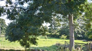 A stone wall with moss, a wooden fence, and a grassy field. - 1 bedroom accommodation in Laverton, near Ripon (Laverton, near Ripon)