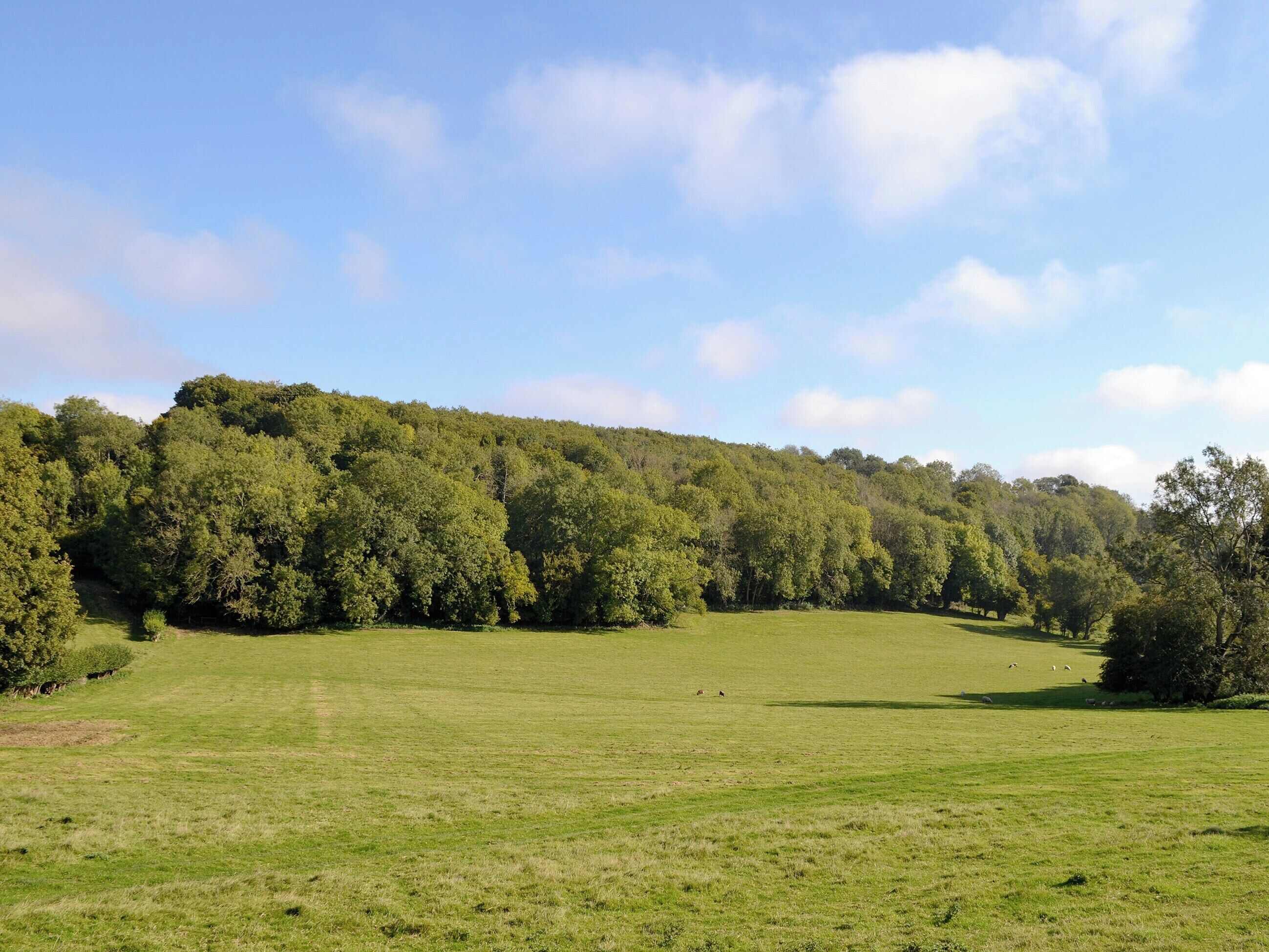 Ein grasbewachsenes Feld mit einem bewaldeten Hügel im Hintergrund.