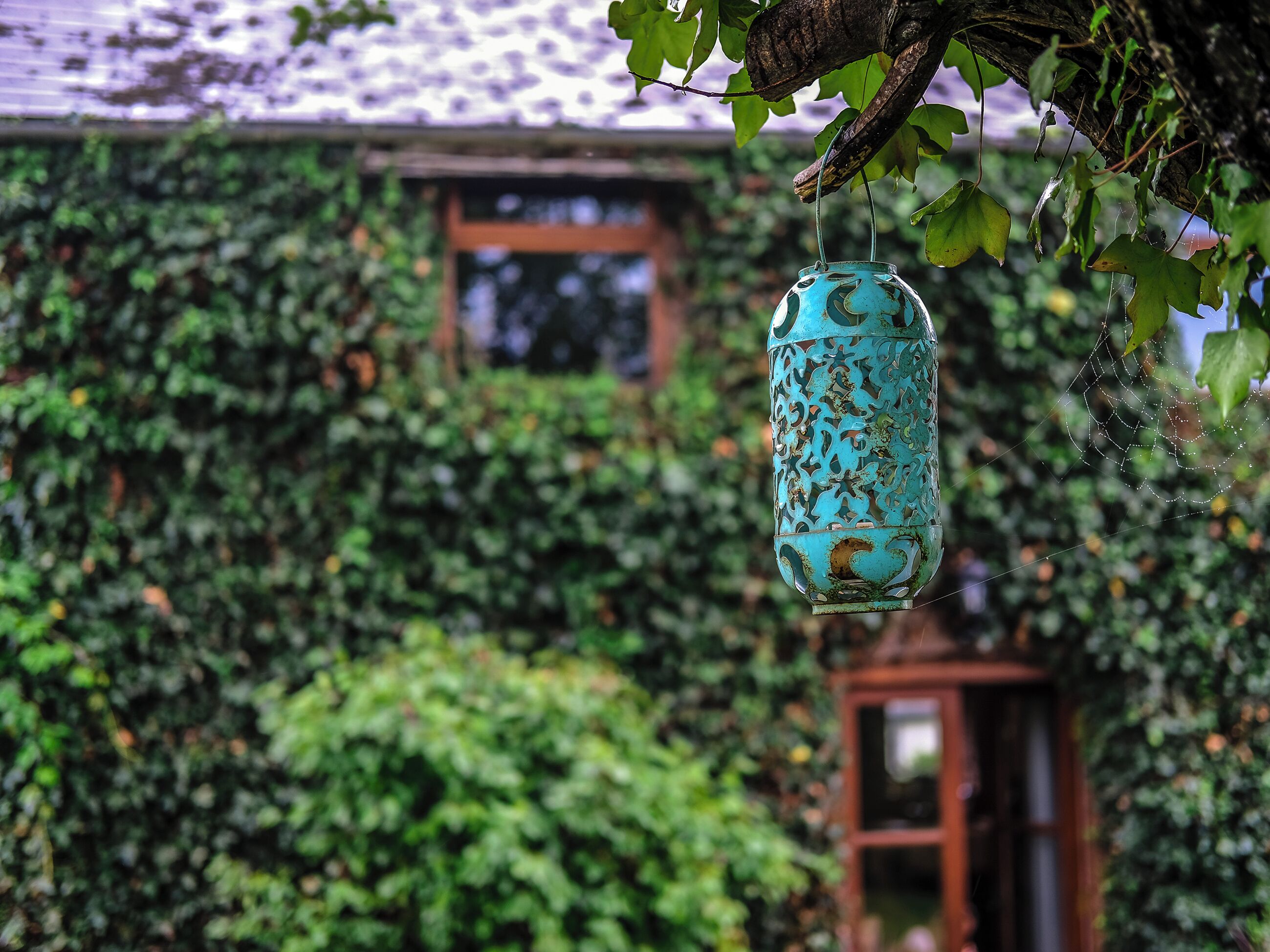 A hanging lantern with intricate designs, a window, and a door in a lush green ivy-covered building.