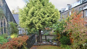 Un jardí amb un arbre gran, una paret de pedra i una tanca de fusta.
