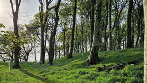 Une zone boisée avec un sentier herbeux et des arbres.