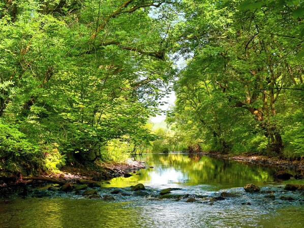 Une rivière paisible, bordée d’une forêt luxuriante et aux eaux calmes.
