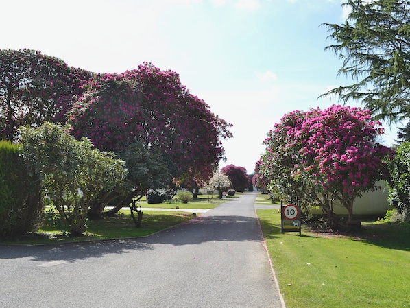 A tree-lined street with a speed limit sign of 10.