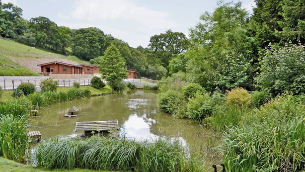 A serene pond with ducks, surrounded by lush greenery and a wooden structure.
