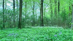 A dense forest with a variety of green foliage and scattered purple flowers.