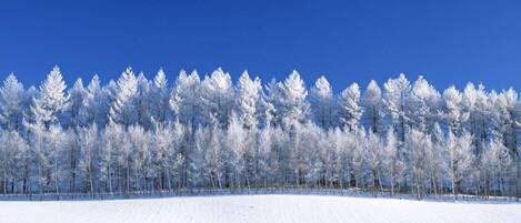 Un paisaje nevado con un bosque denso de árboles cubiertos de nieve bajo un cielo azul despejado.