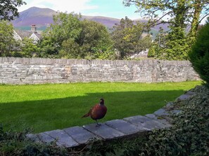 A stone wall, a grassy area, and a bird.