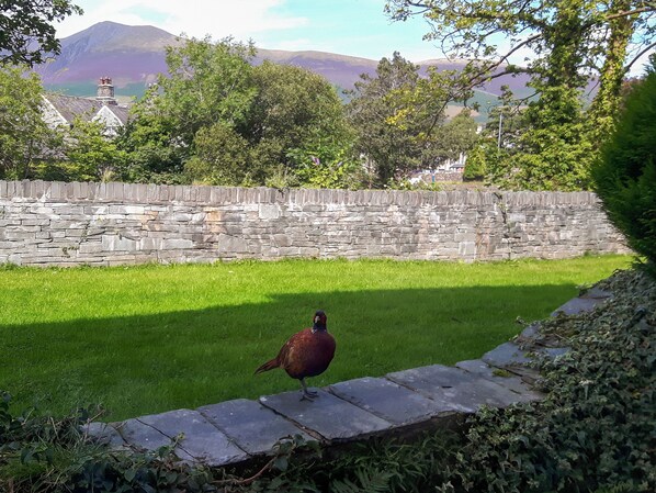 Un mur de pierre, une zone herbeuse et un oiseau.