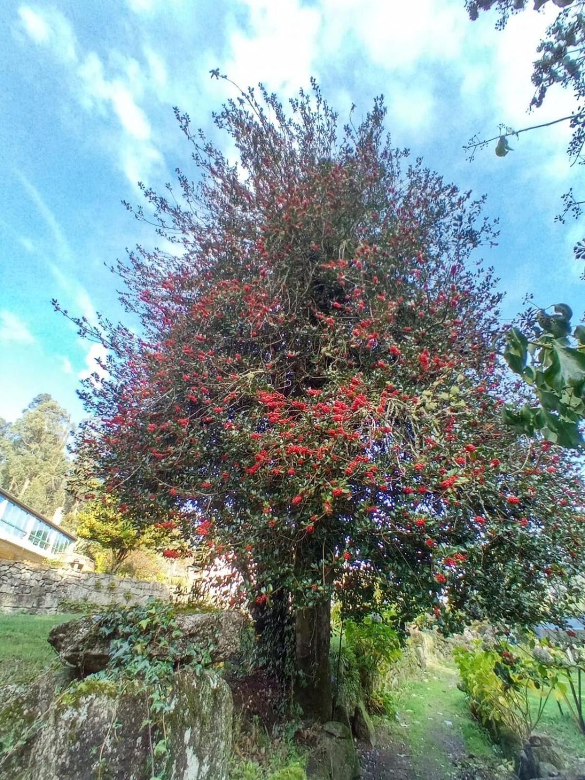Un albero con bacche rosse e foglie verdi, circondato da un muro di pietra e erba.