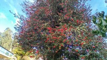Un albero con bacche rosse e foglie verdi, circondato da un muro di pietra e erba.