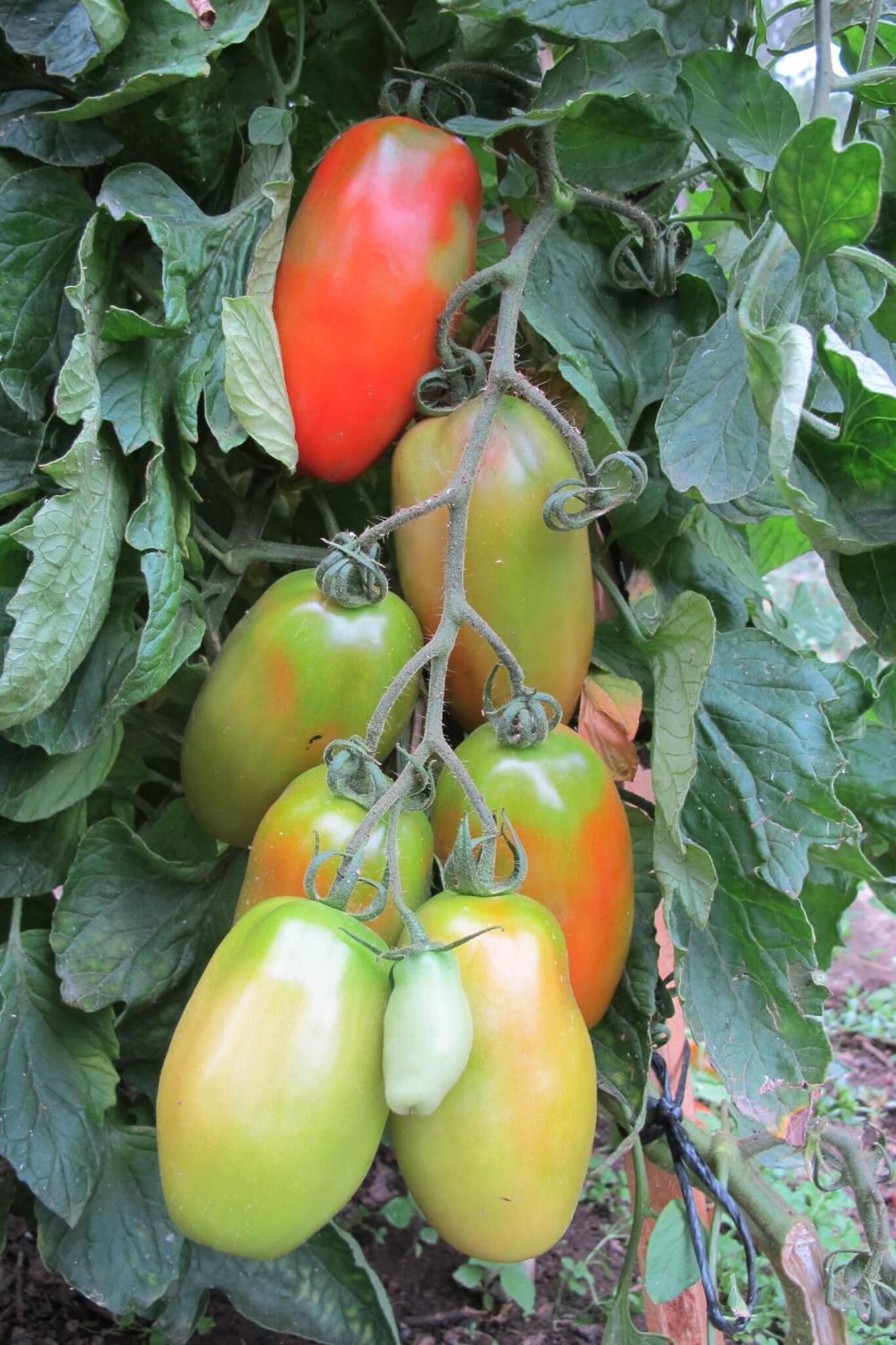 A tomato plant with several tomatoes at various stages of ripeness, hanging from the vine.