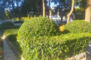 Un seto bien cuidado en un entorno similar a un parque, con un camino pavimentado.
