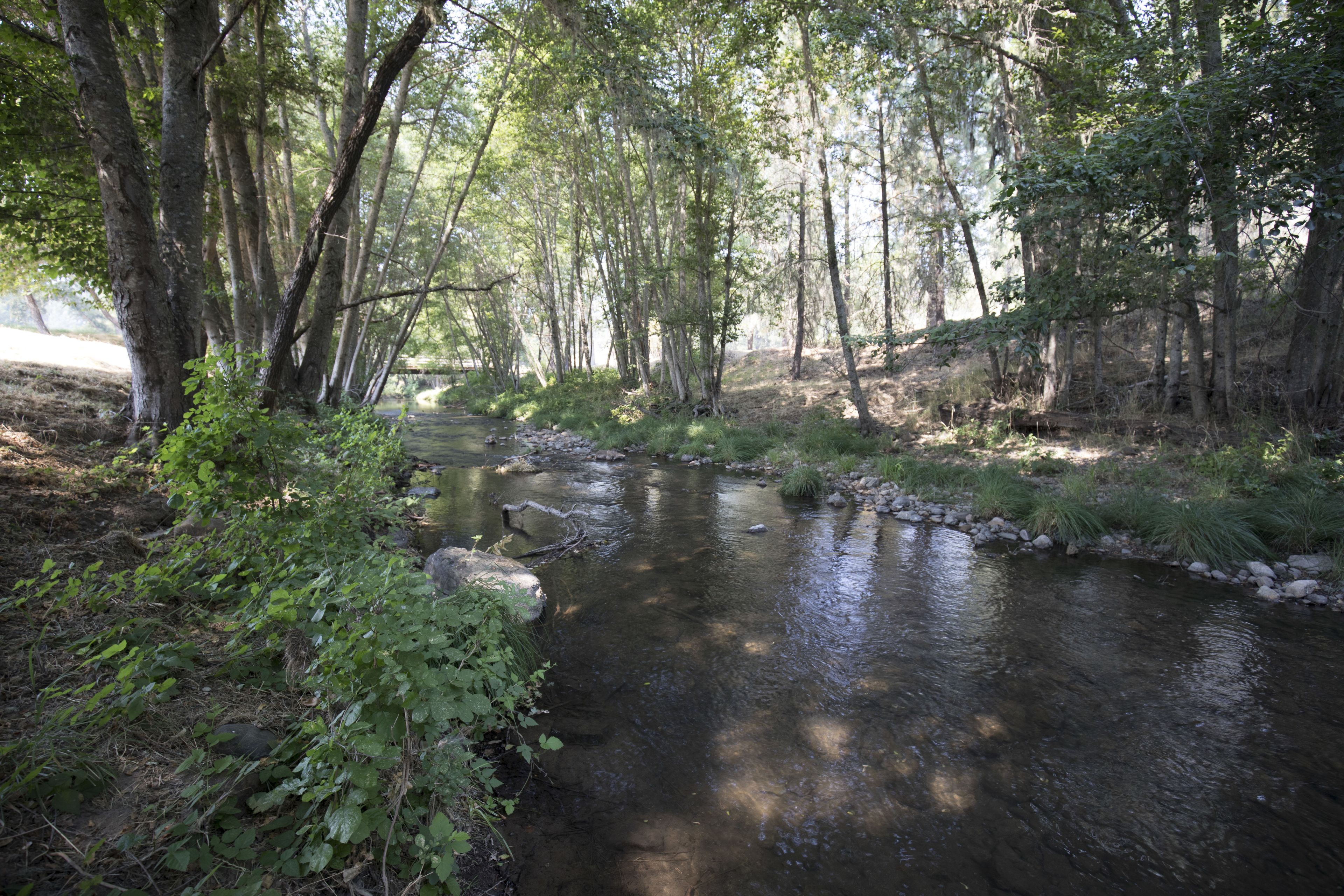 A natural outdoor setting with a stream, surrounded by trees and vegetation.