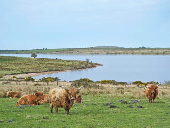 Un grupo de ganado de las Tierras Altas pastando cerca de un lago, con un campo cubierto de hierba y colinas al fondo.
