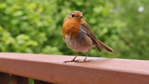 A bird perched on a wooden railing with a blurred green background. - 3 bedroom accommodation in St Mellion, near Saltash (St Mellion, near Saltash)