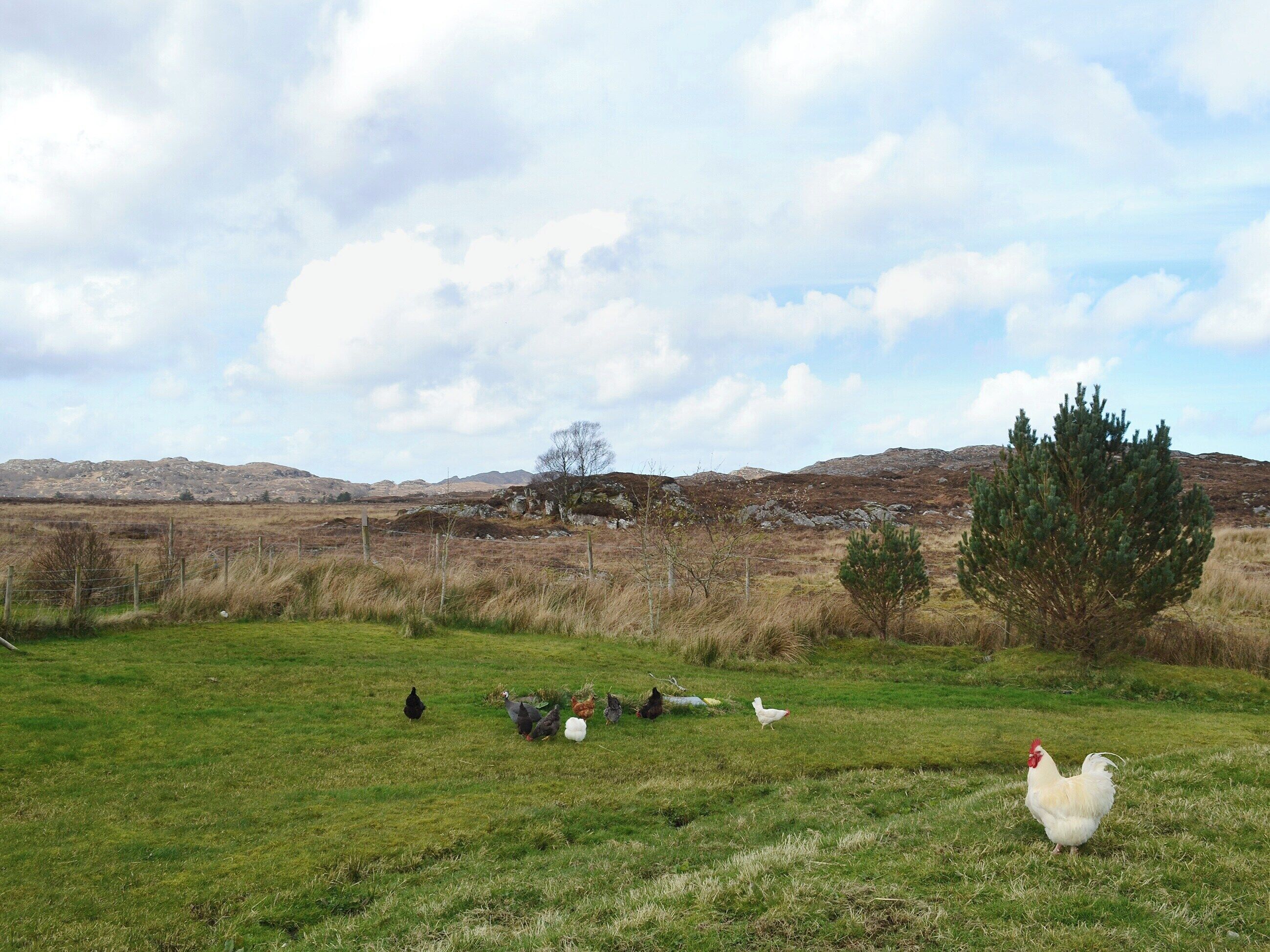 A rural landscape with a grassy field, a few trees, and distant hills.