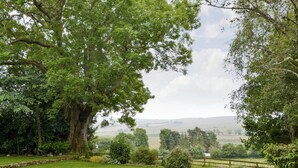Ländliche Landschaft mit einem großen Baum, einer grünen Wiese und sanften Hügeln in der Ferne.