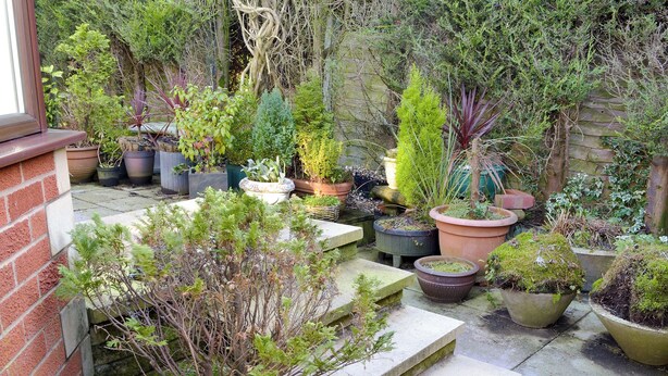 Jardí amb diverses plantes en testos i una escala de pedra que condueix a un nivell superior.