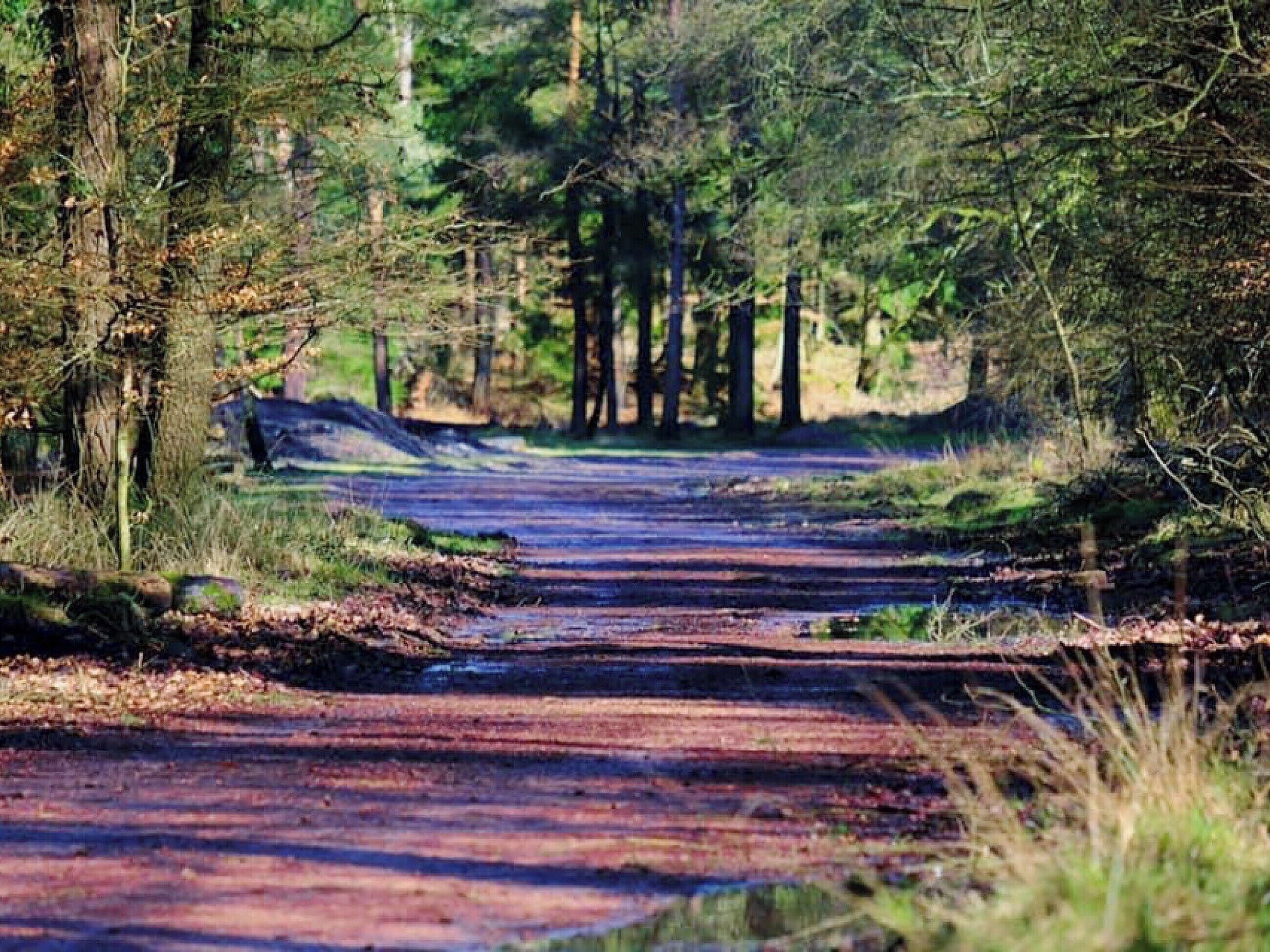 Een bebost gebied met een onverharde weg.